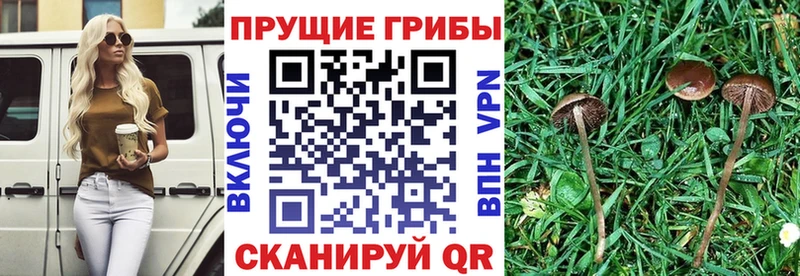 Псилоцибиновые грибы Cubensis  Купить закладки  Сарапул 